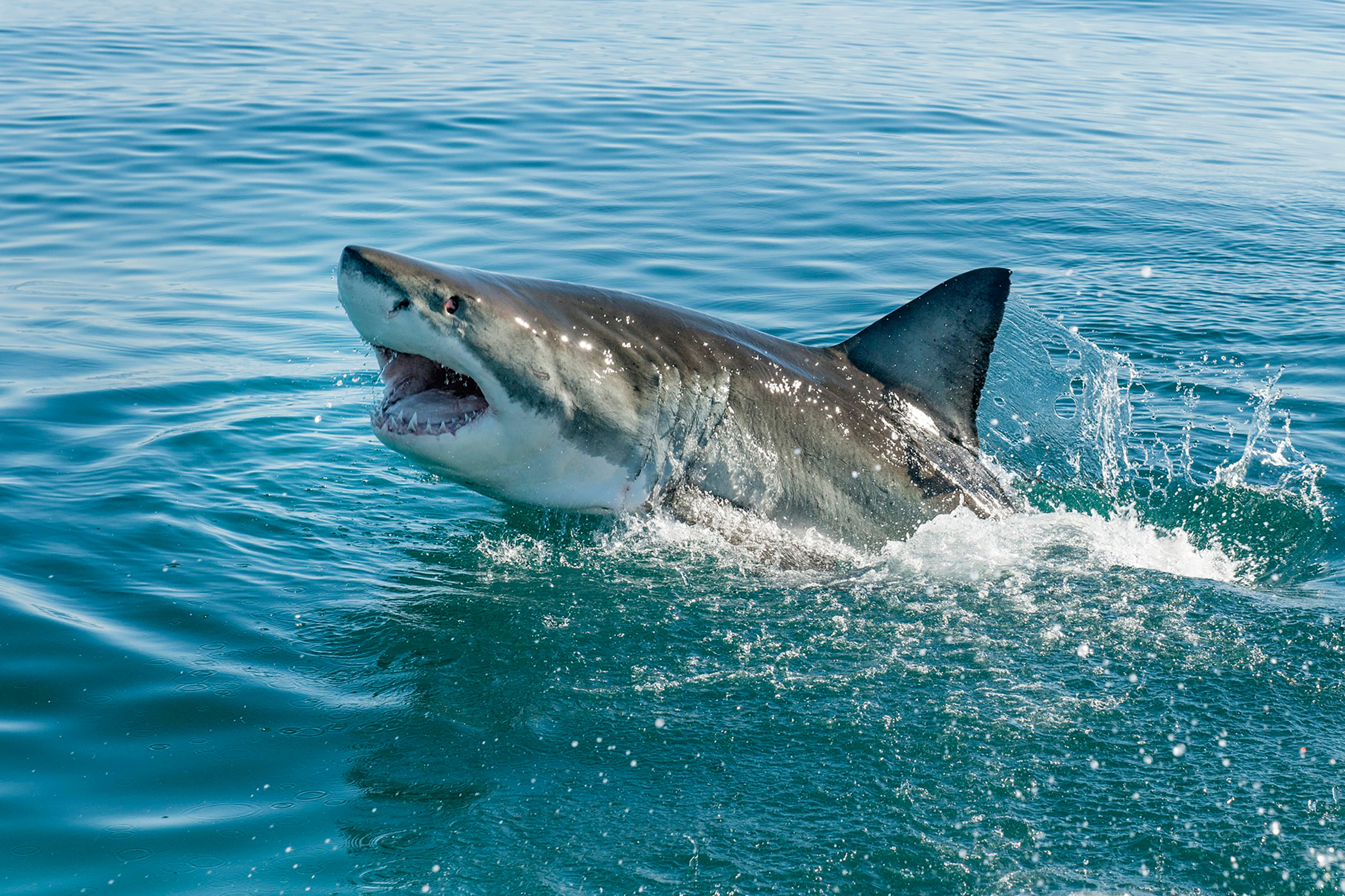 Как стать акулой. Carcharodon carcharias. Акула большая белая акула. Большая белая. Большие белые акулы.