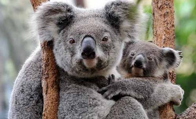 الكوالا يطلب اللجوء إلى نيوزيلندا هربا من حرائق أستراليا