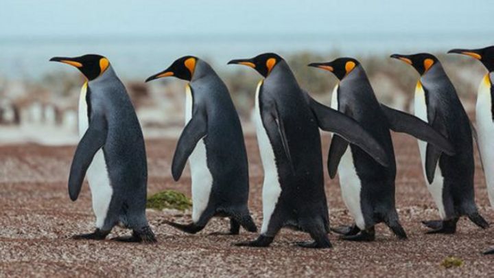 دراسة.. طيور البطريق نشأت في أستراليا ونيوزيلندا وليس القطب الجنوبي