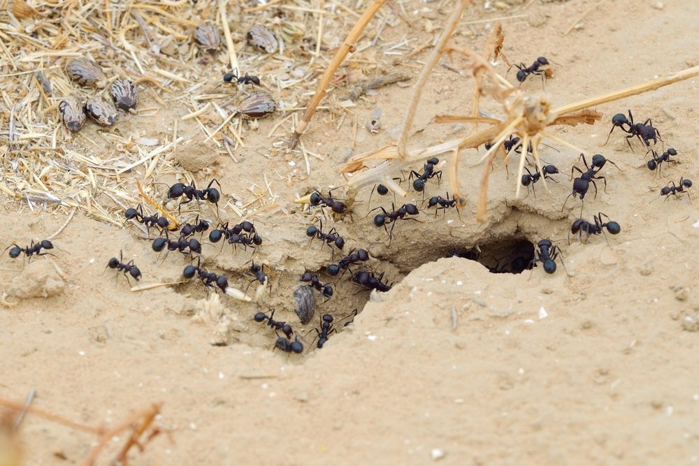 النمل يباع في متجر بسنغافورة كحيوانات أليفة
