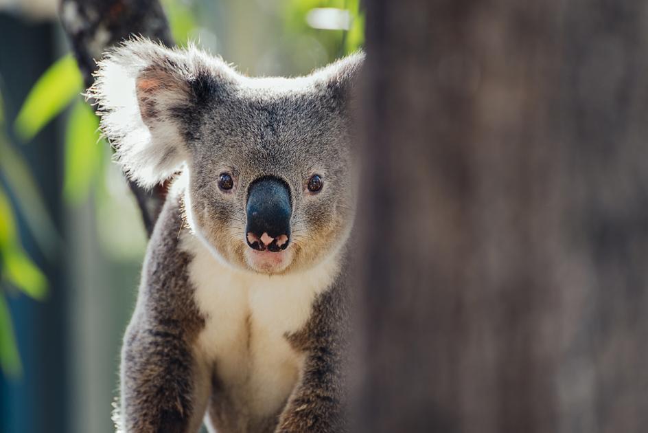 أستراليا - موائل الكوالا في تدهور سريع