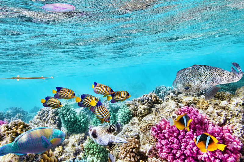 أستراليا ترفض تصنيف اليونيسكو للحاجز المرجاني العظيم على أنه «معرض للخطر»