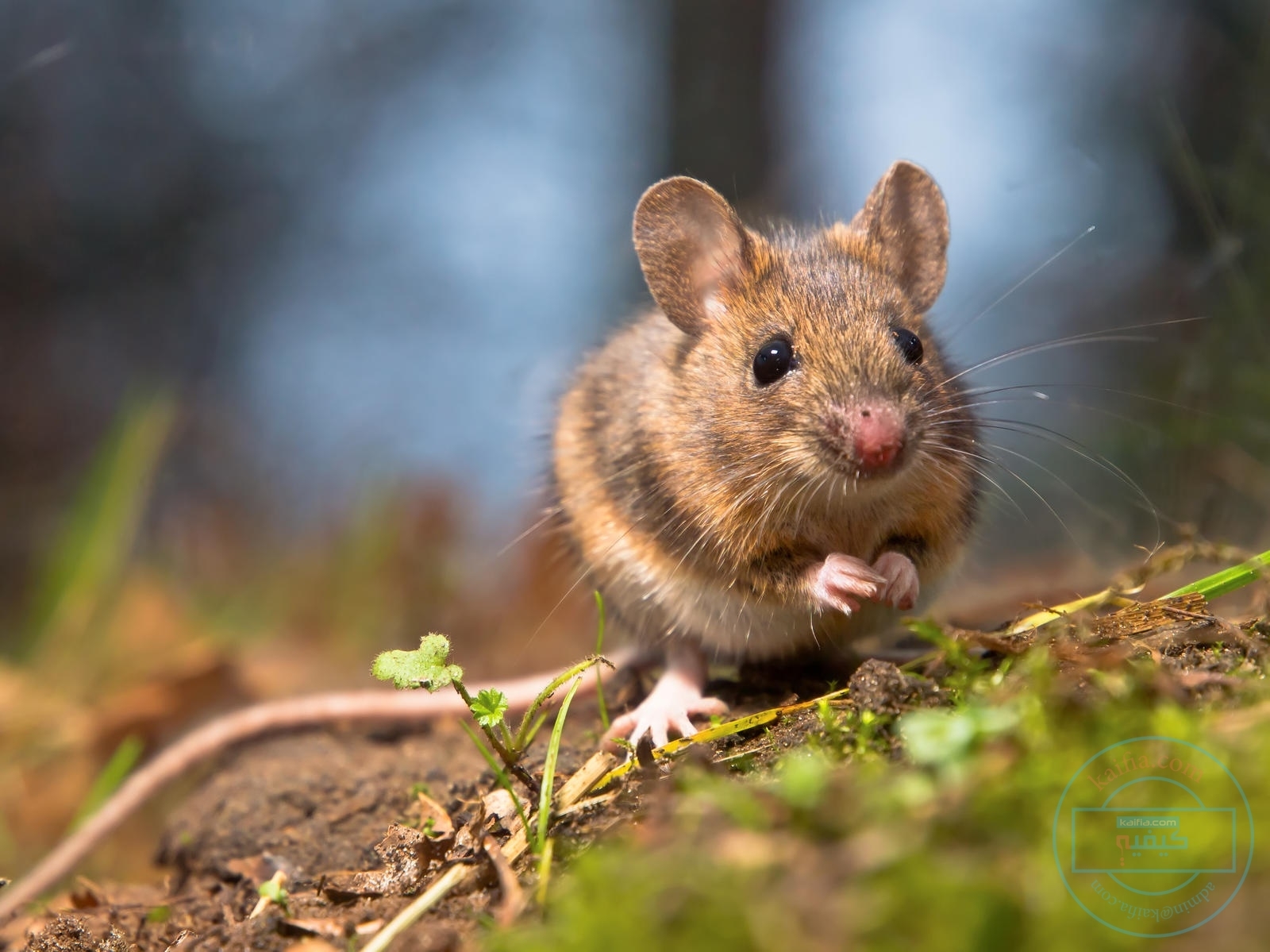 أستراليا تعاني من طاعون الفئران..واللوم على بريطانيا