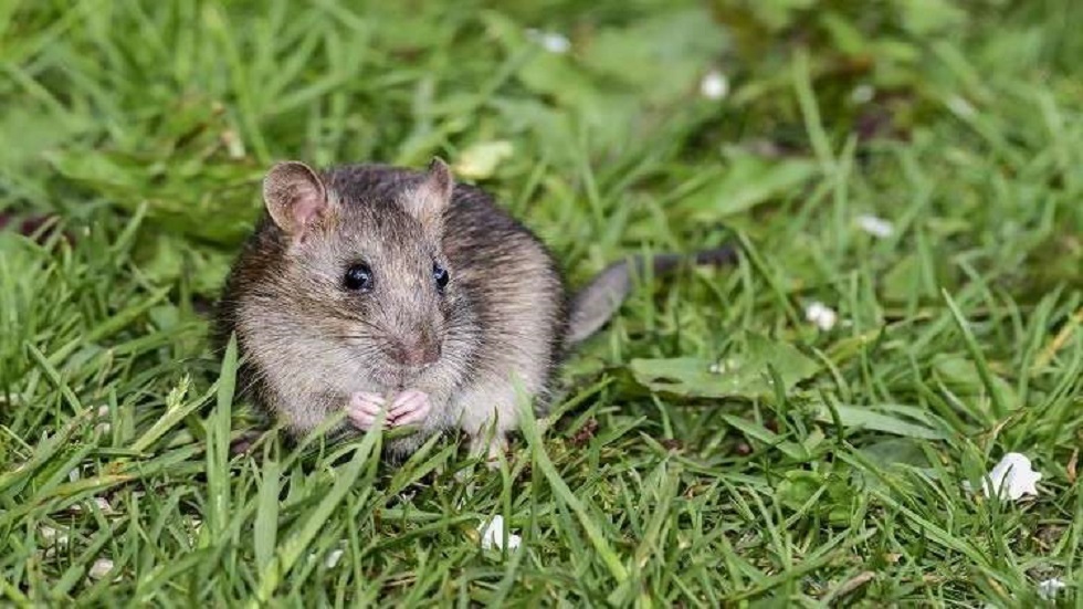 ملايين الفئران تهاجم شرق أستراليا وسط استنفار السلطات