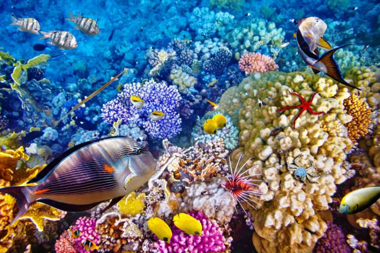 أستراليا تخوض مواجهة لتجنب تصنيف الحاجز المرجاني بالـمهدّد بالخطر