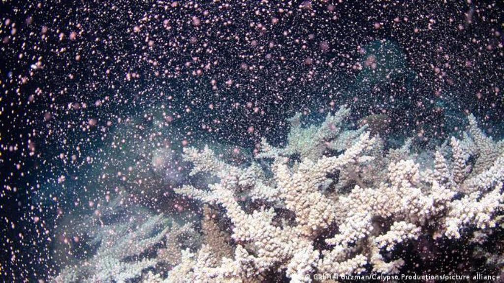 أستراليا.. موجة ابيضاض جديدة تضرب الحاجز المرجاني العظيم