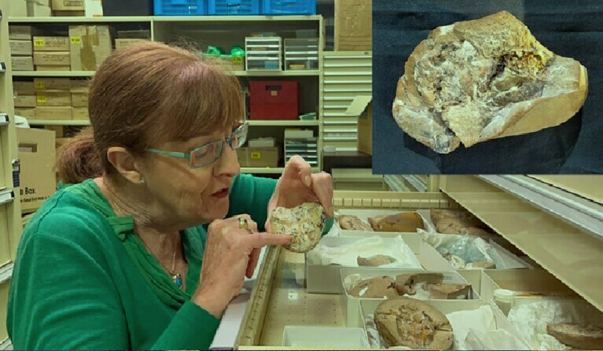 أستراليا.. إكتشاف أقدم قلب سمكة متحجر عمره 380 مليون سنة