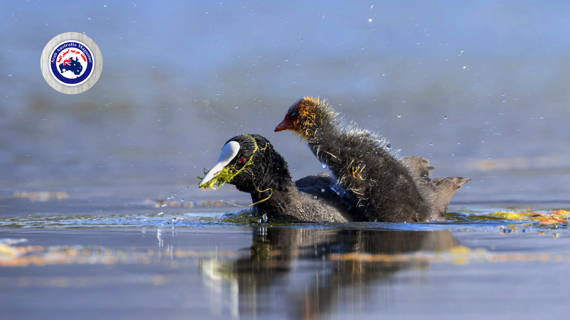 مصورة أسترالية توثق ما قام به طائر جائع يسبح بجوار والدته