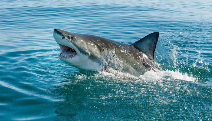 أستراليا.. إنقاذ ثلاثة بحارة من هجمات أسماك القرش في بحر الكورال
